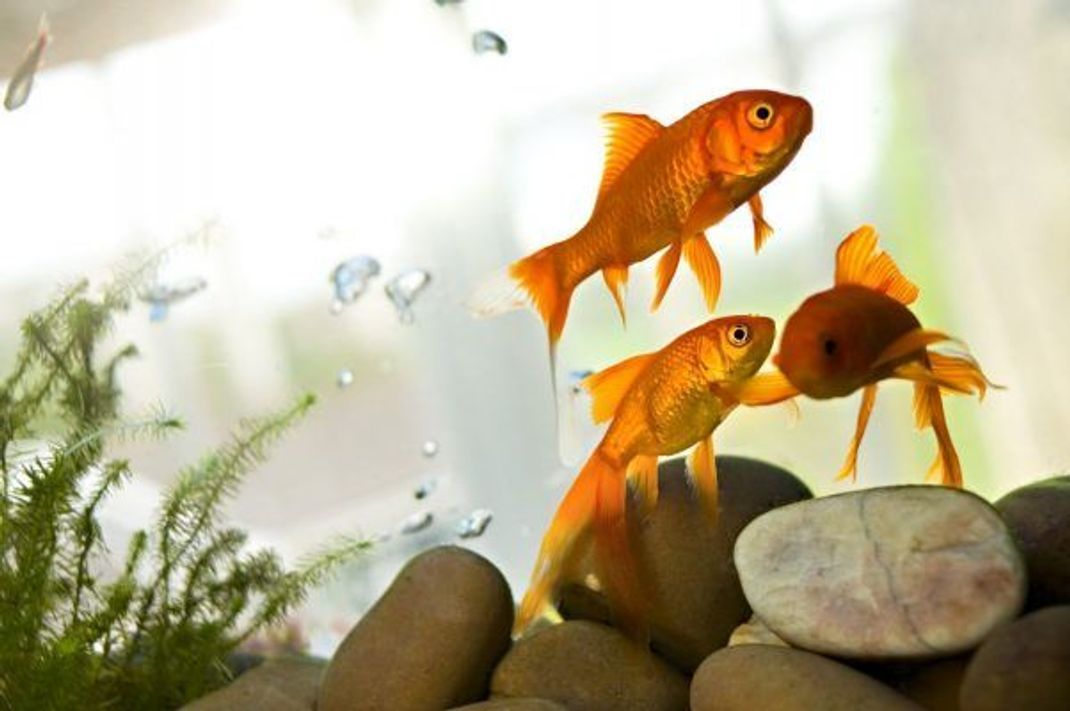 Unter optimalen Bedingungen können Aquarium-Goldfische bis zu 40 Jahre alt werden. Bemerkst du Veränderungen an ihnen wie Blässe, Hautwucherungen oder Appetitlosigkeit, solltest du deine Tierärztin oder deinen Tierarzt kontaktieren.