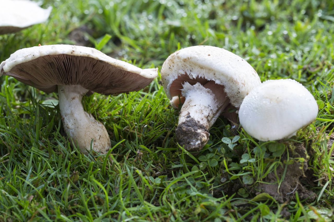 Essbare Wiesenchampignons erkennst du an der Stielbasis. Sie ist ein wichtiges Merkmal und bei dieser Art ist sie nie verdickt, besitzt keine Knolle und weist nie eine stark gelbliche Farbe auf.