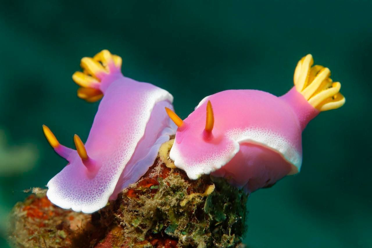 Mit einer Kiemenkrone (Cerata) auf dem Rücken atmen diese Prachtsternschnecken (chromodoris bullocki) und ihre Artgenossen. Sie ernähren sich hauptsächlich von Schwämmen.