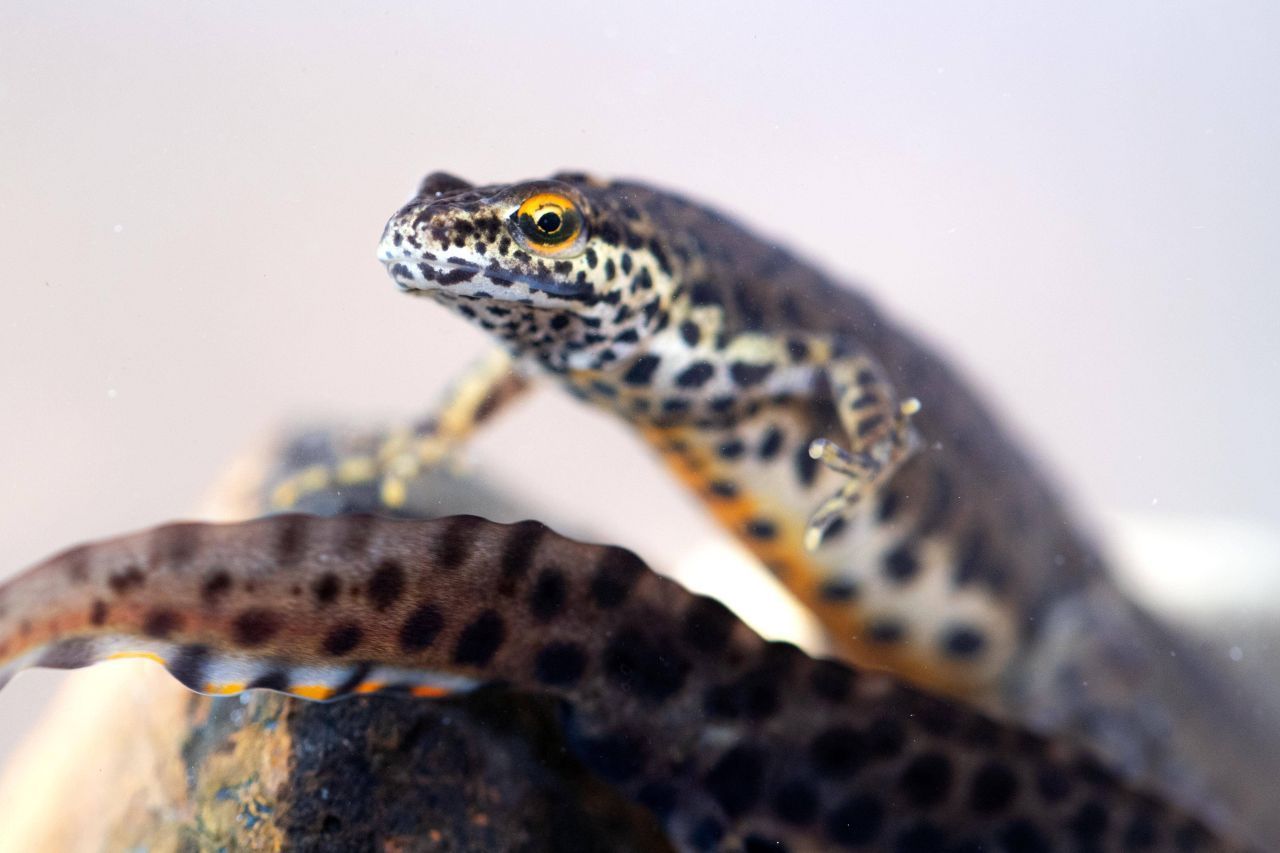 Grünland, Moore oder Waldränder sind die Reviere der Teichmolche. Aber sie besiedeln auch gerne Gärten. Gut zu wissen: Zum Laichen bevorzugen die Amphibien fisch-freie Gartenteiche, die mit reichlich Pflanzen bestückt sind, in denen sie sich verstecken und ihre Eier ablegen können. Sobald die Paarungszeit beginnt, bilden die Molche eine "Wasser-Tracht" aus. Die Männchen bekommen einen Kamm und sehen dann wie Mini-Drachen aus.