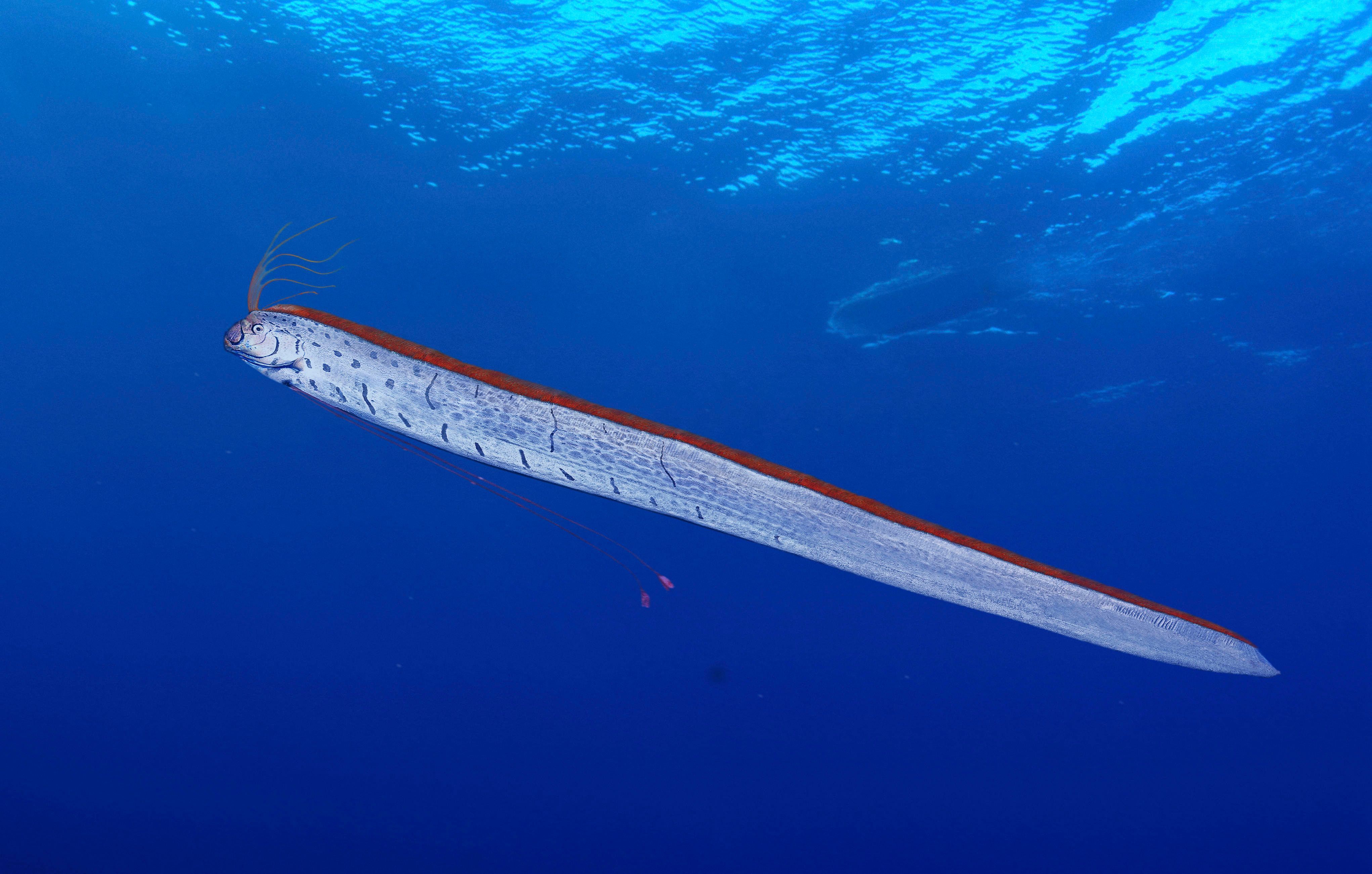 Riemenfisch: Ist Er Ein Vorbote Für Erdbeben Und Tsunamis