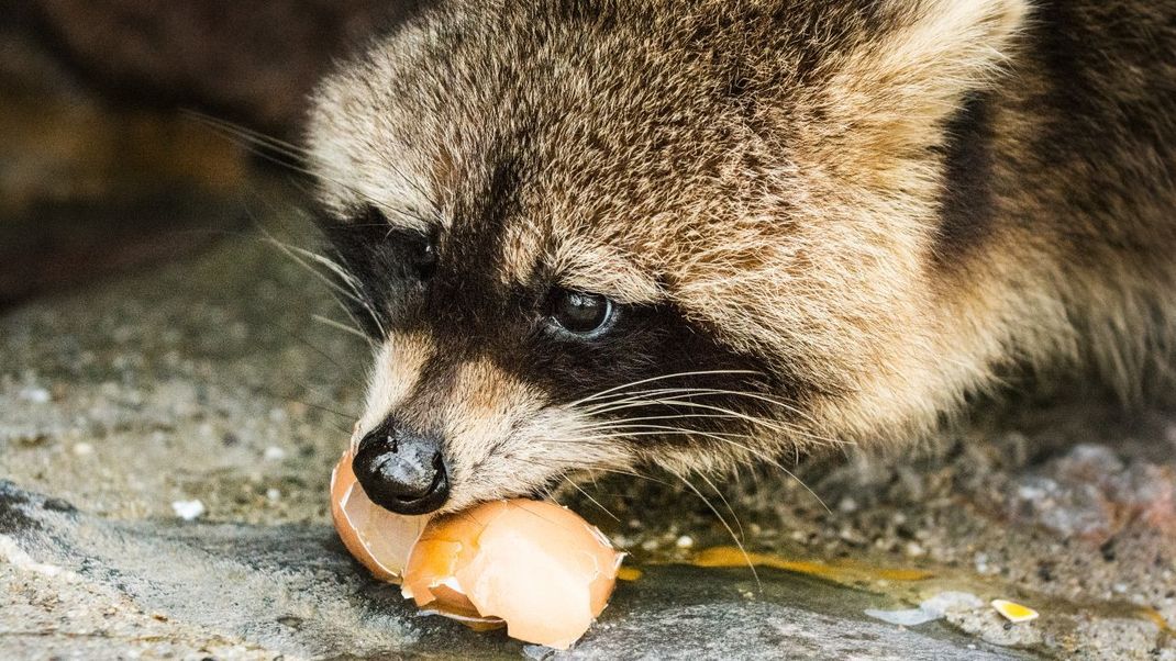 Waschbär auf Futtersuche