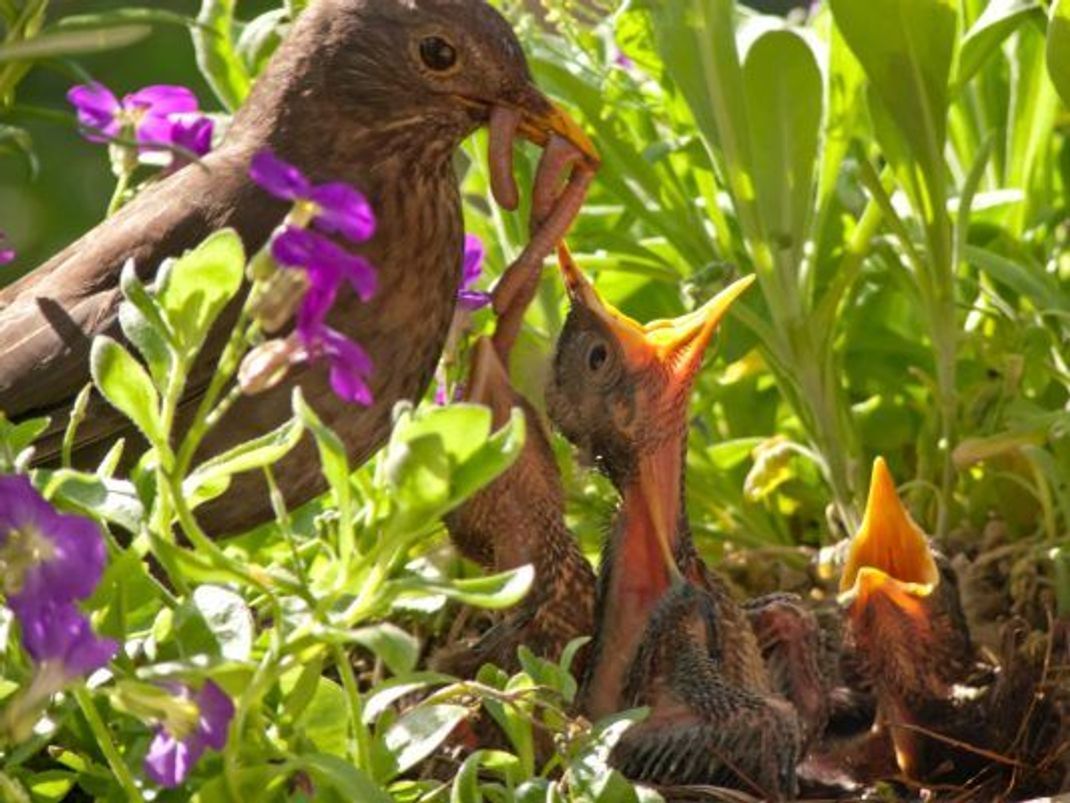 Hungrige Meute: Die Amselmutter und ihre Vogelkinder kommunizieren vor allem anfangs über Reize miteinander.