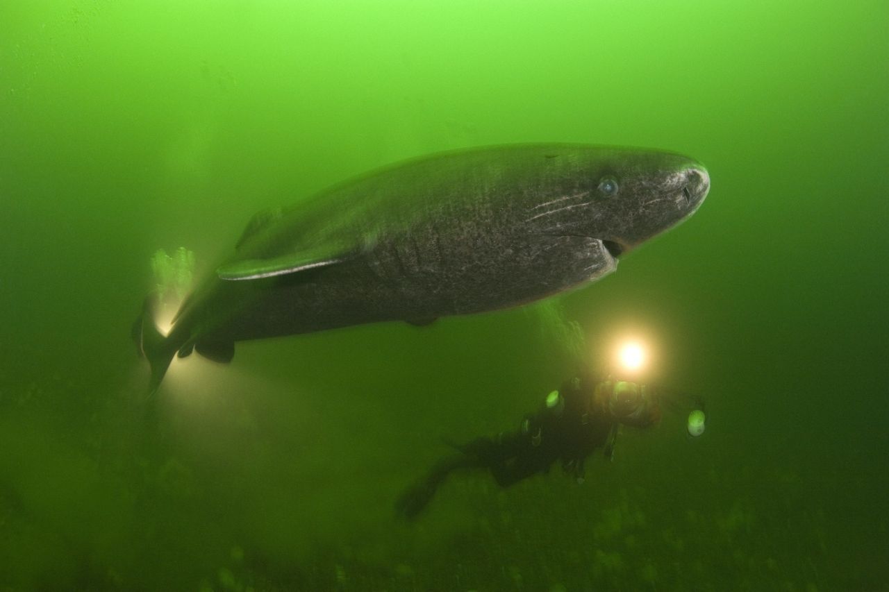Gefärbt sind die riesigen Grönlandhaie graubraun bis olivgrün. 