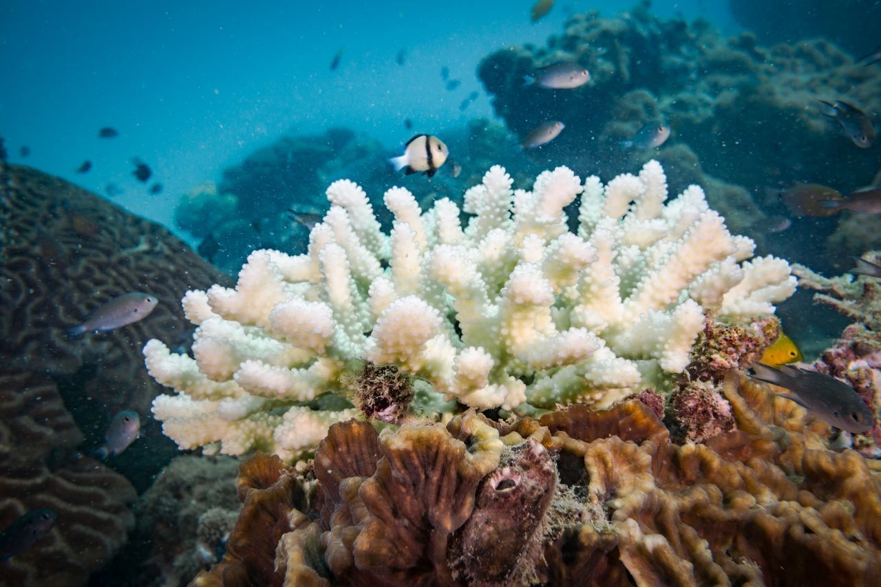 Steigt die Wasser-Temperatur über 30 Grad, werden die Algen giftig. Die Koralle stößt den unliebsamen Mitbewohner innerhalb weniger Stunden ab. Sie verliert ihre Farbe - und ihre Lebens-Grundlage. 
