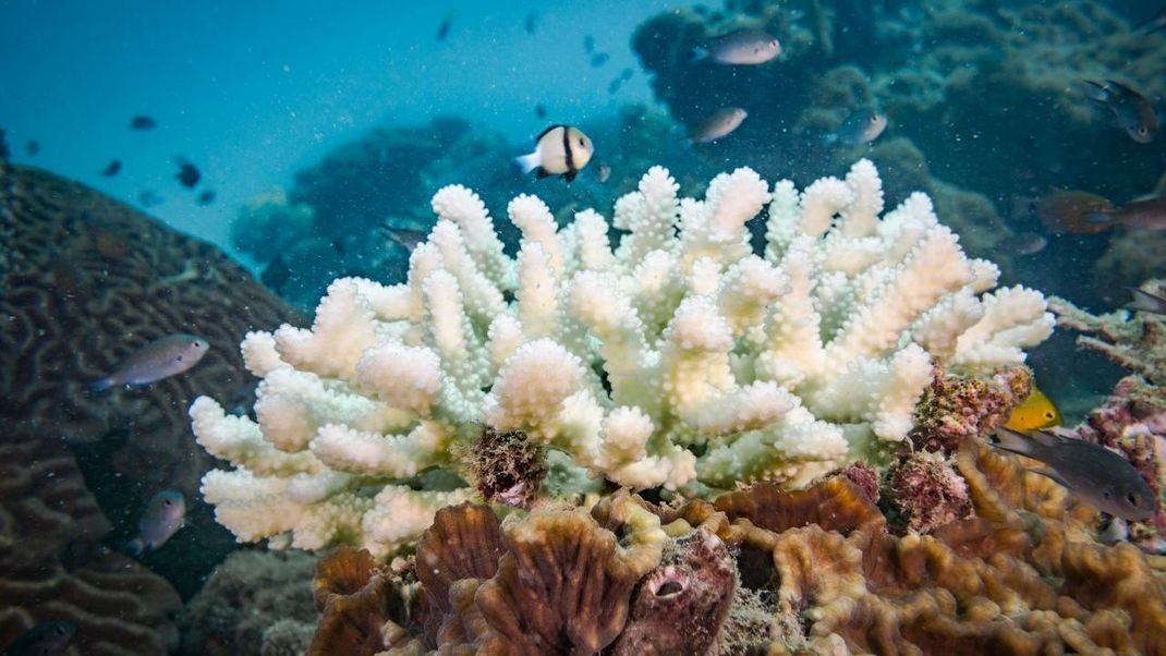 Steigt die Wasser-Temperatur für längere Zeit über 29 Grad, werden die Algen giftig. Die Koralle stößt den unliebsamen Mitbewohner innerhalb weniger Stunden ab. Sie verliert ihre Farbe - und ihre Lebens-Grundlage.