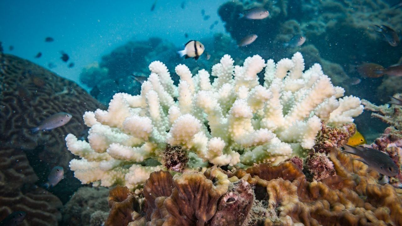 Steigt die Wasser-Temperatur über 30 Grad, werden die Algen giftig. Die Koralle stößt den unliebsamen Mitbewohner innerhalb weniger Stunden ab. Sie verliert ihre Farbe - und ihre Lebens-Grundlage.