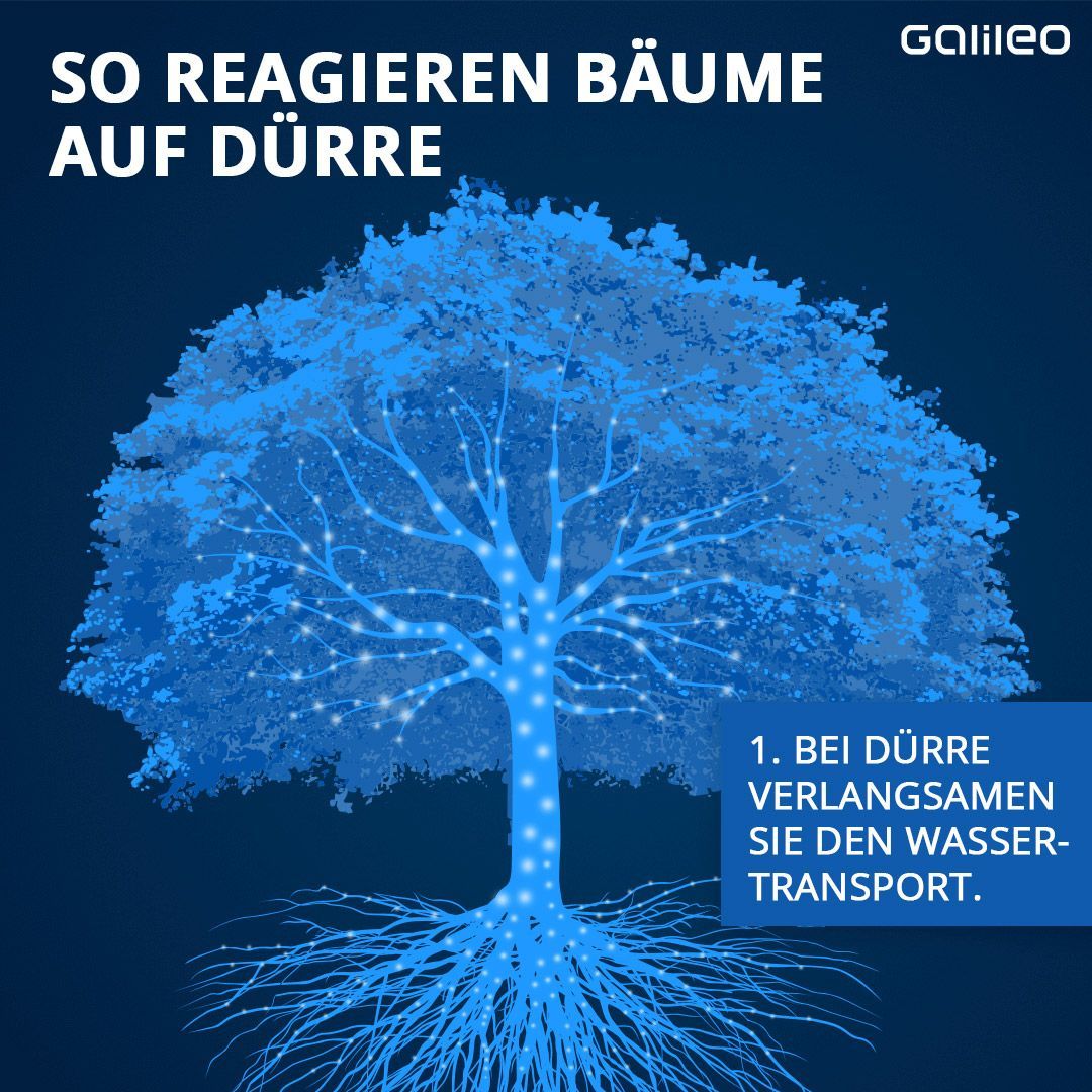 So reagieren Bäume auf Dürre: Wasser wird langsamer weitertransportiert. 