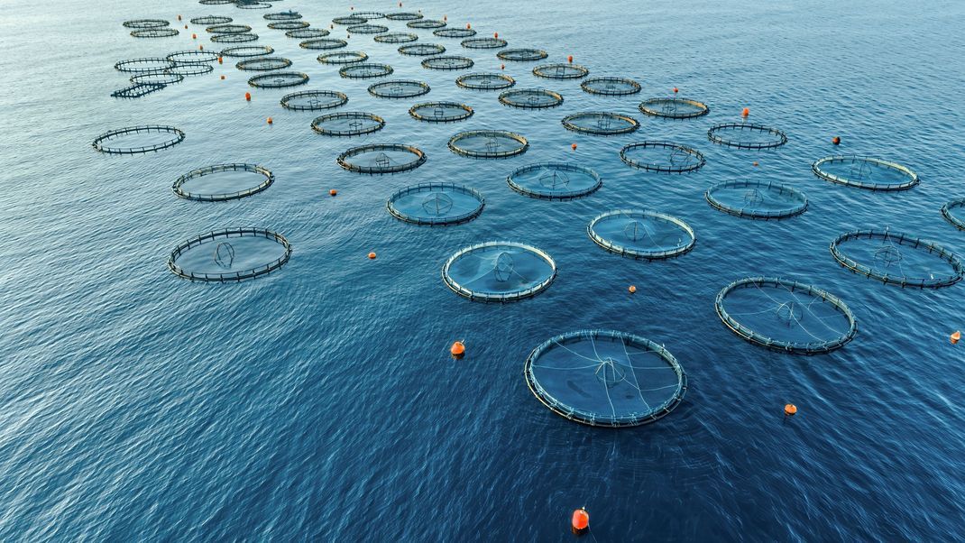 Fischkäfige für Aquakultur auf dem offenen Meer. (Archivbild)