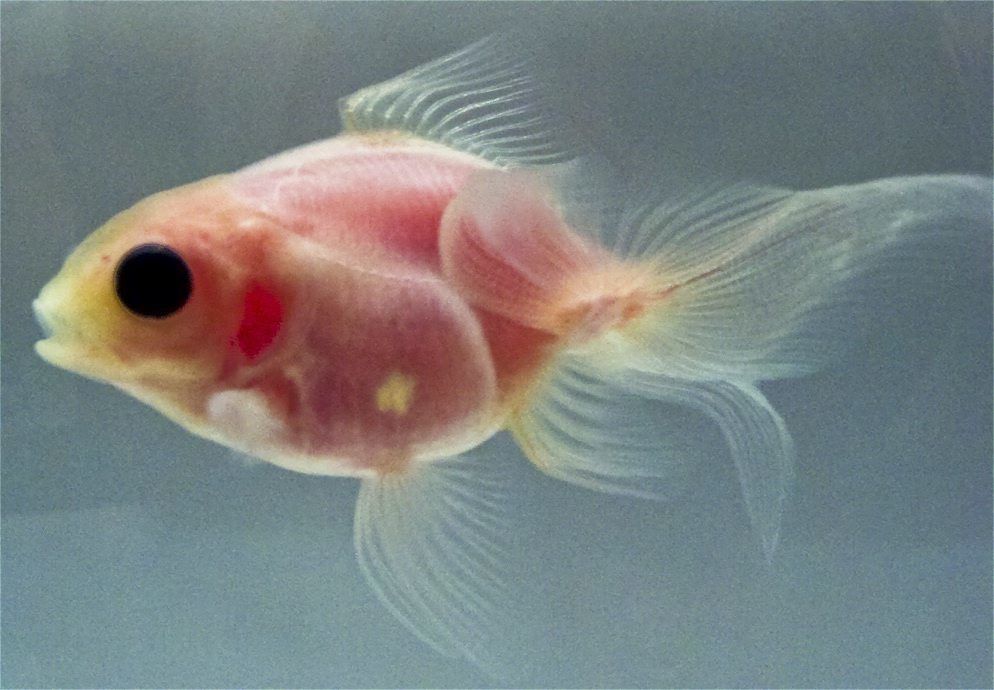 Japanische Forschende züchteten einen Goldfisch ohne Pigmente. Seine Organe sind durch die Haut sichtbar. Das soll das Sezieren der Tiere im Schul-Unterricht unnötig machen.