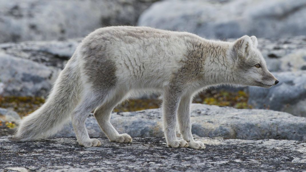 Ein Polarfuchs im Sommer: Das Fell ist beige und bräunlich.