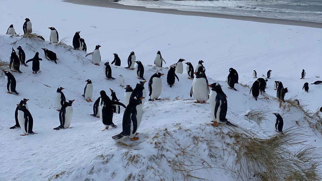 Bei Pinguinen wurde auf den Falklandinseln die Vogelgrippe nachgewiesen.