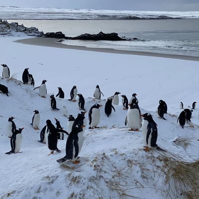 Bei Pinguinen wurde auf den Falklandinseln die Vogelgrippe nachgewiesen.