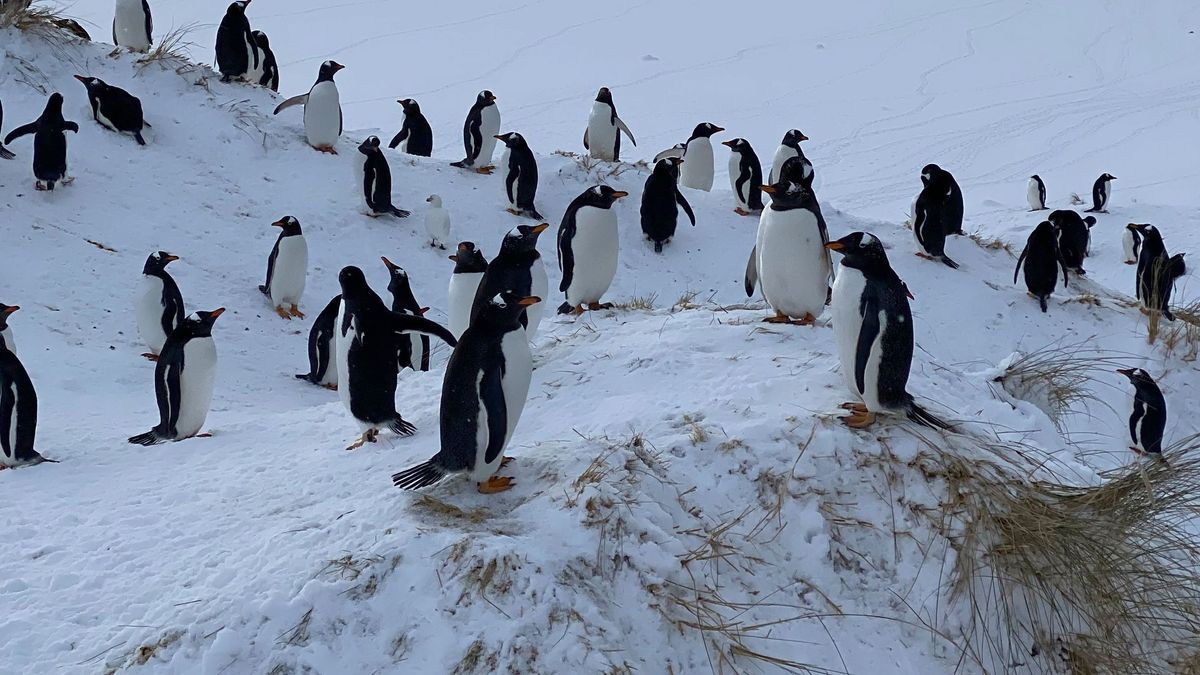 Bei Pinguinen wurde auf den Falklandinseln die Vogelgrippe nachgewiesen.