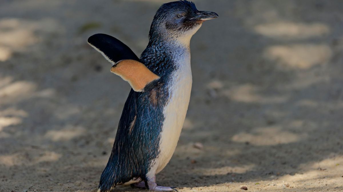 Die Zwergpinguinkolonie auf Phillip Island wächst 