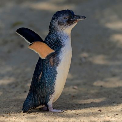 Die Zwergpinguinkolonie auf Phillip Island wächst 