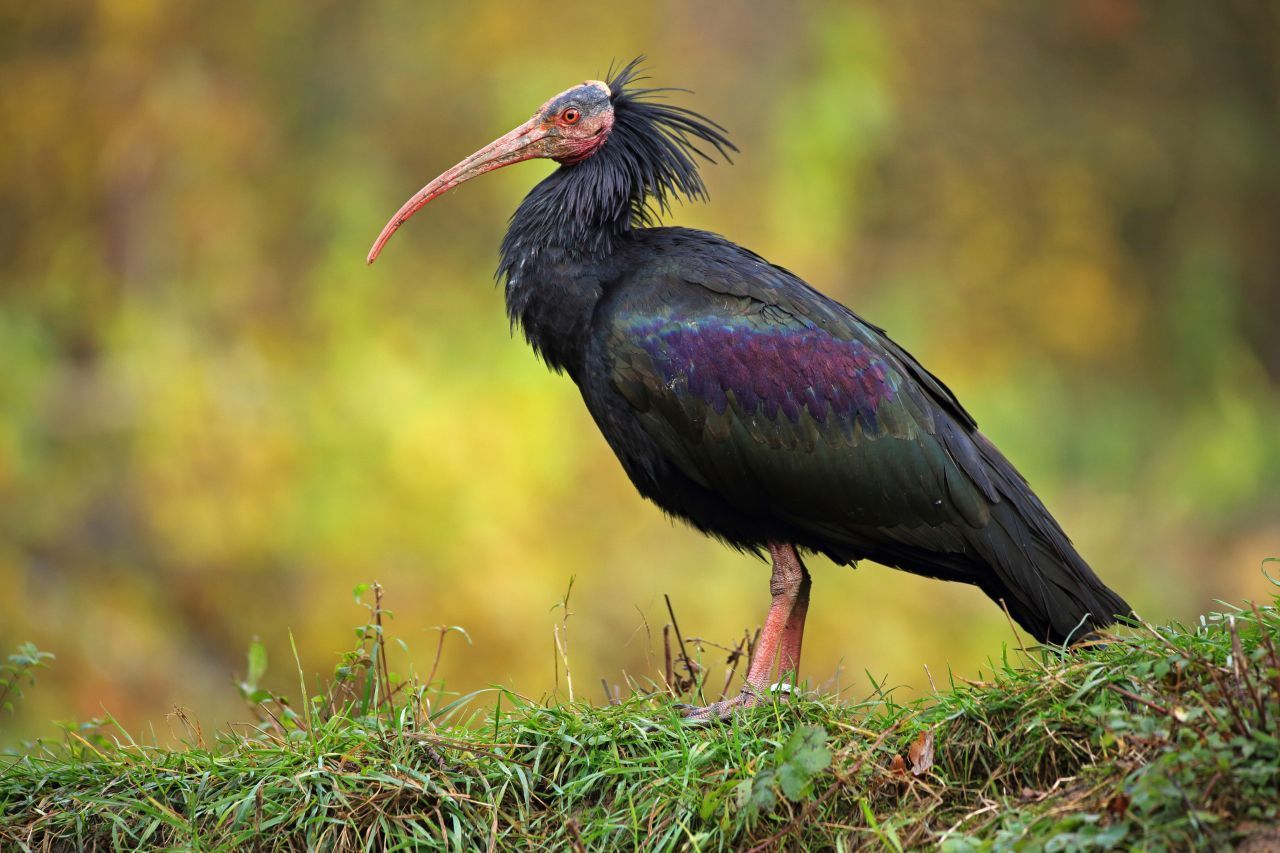 Waldrapp: Ursprünglich lebte dieser große Ibisvogel auch in Mitteleuropa. Doch übrig blieb nur eine Gruppe in Marokko. Dank der Unterstützung einiger Zoos konnten Tiere nachgezüchtet werden. Im EU-Projekt „Waldrappteam“ bringen Tierschützer den Vögeln mit Leichtflugzeugen sogar ihre Zugrouten wieder bei. Heute gibt es gut 250 freilebende Exemplare. 