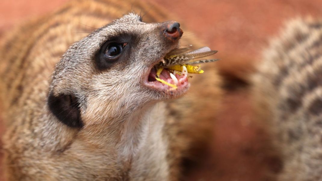 Ein Erdmännchen frisst eine Heuschrecke.