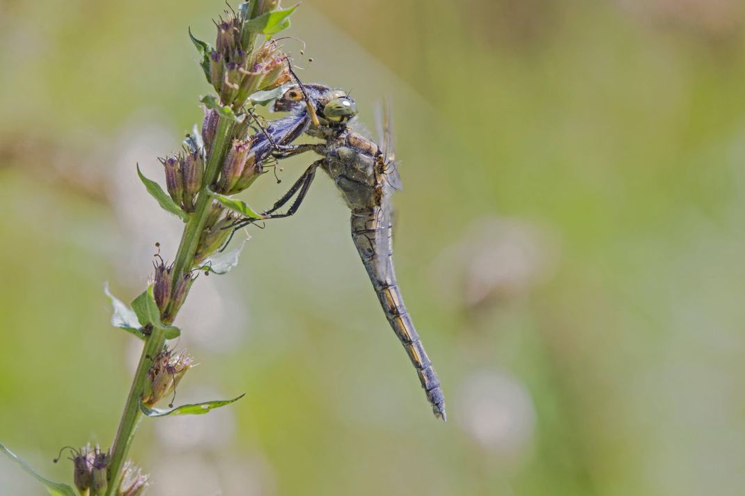 Libellen jagen aus dem Flug. Hier frisst das Insekt einen erbeuteten Schmetterling.