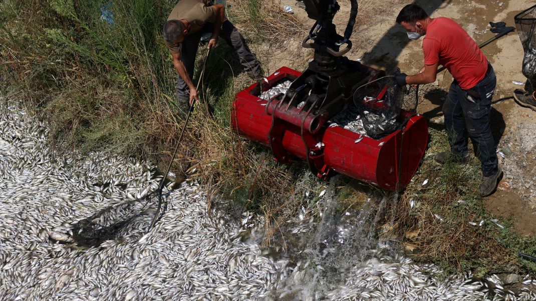 Tonnenweise tote Fische werden in der Region um die Hafenstadt Volos angespült.