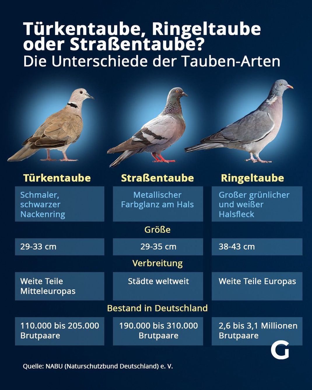 Türkentaube, Ringeltaube oder Straßentaube? - Die Unterschiede der Tauben-Arten