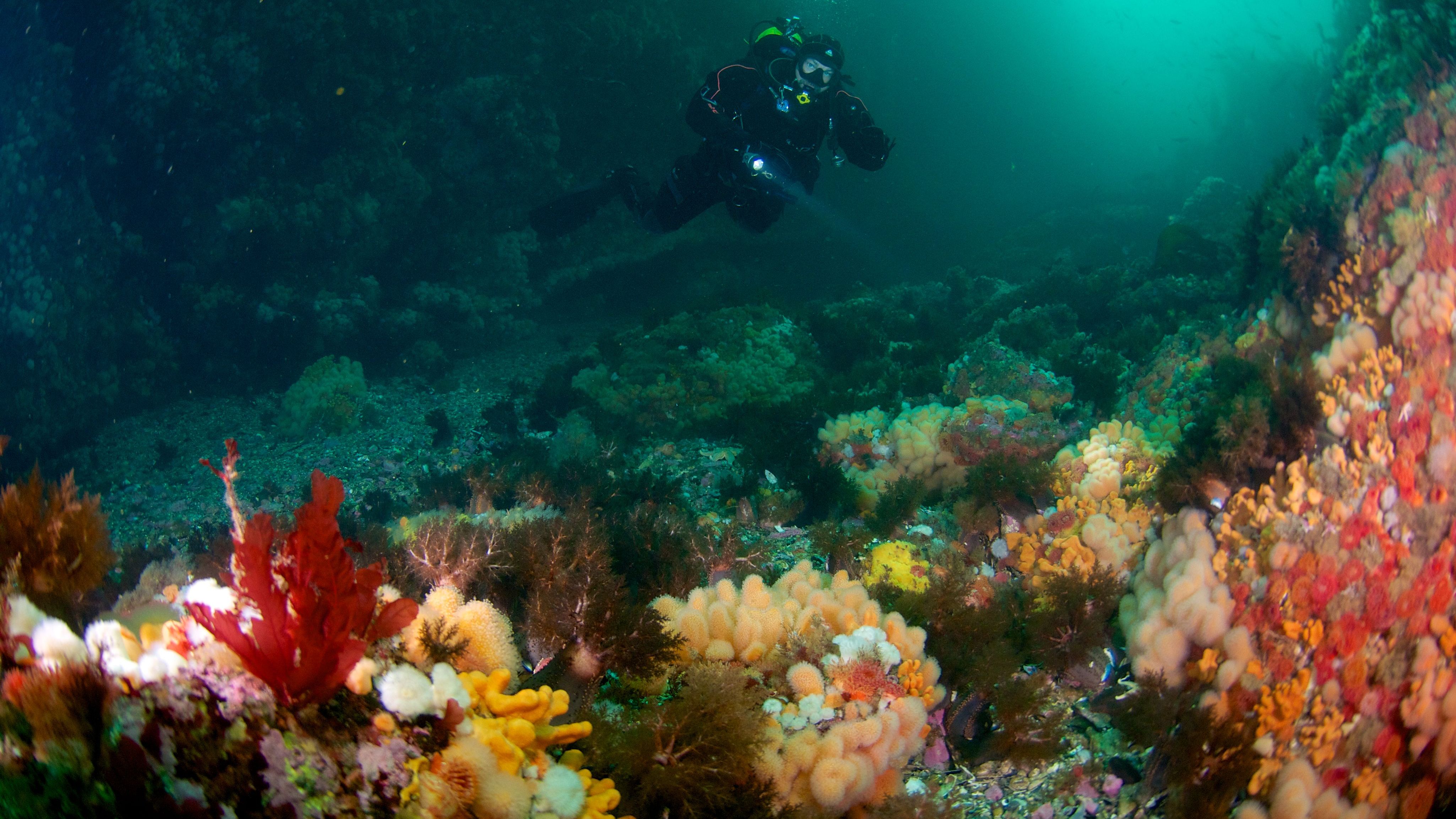 Sieht tropisch aus, ist aber in Norwegen. Die Strömungen bringen stetig nährstoffreiches Wasser und schaffen ein Gebiet der Artenvielfalt. Wer taucht, entdeckt bunte Korallen.