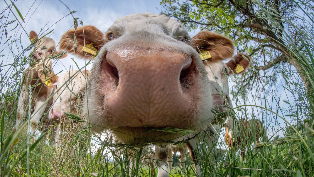 Laut Stiftung Warentest sind die Ergebnisse erfreulich: Biomilch ist spitze - aber auch teurer.