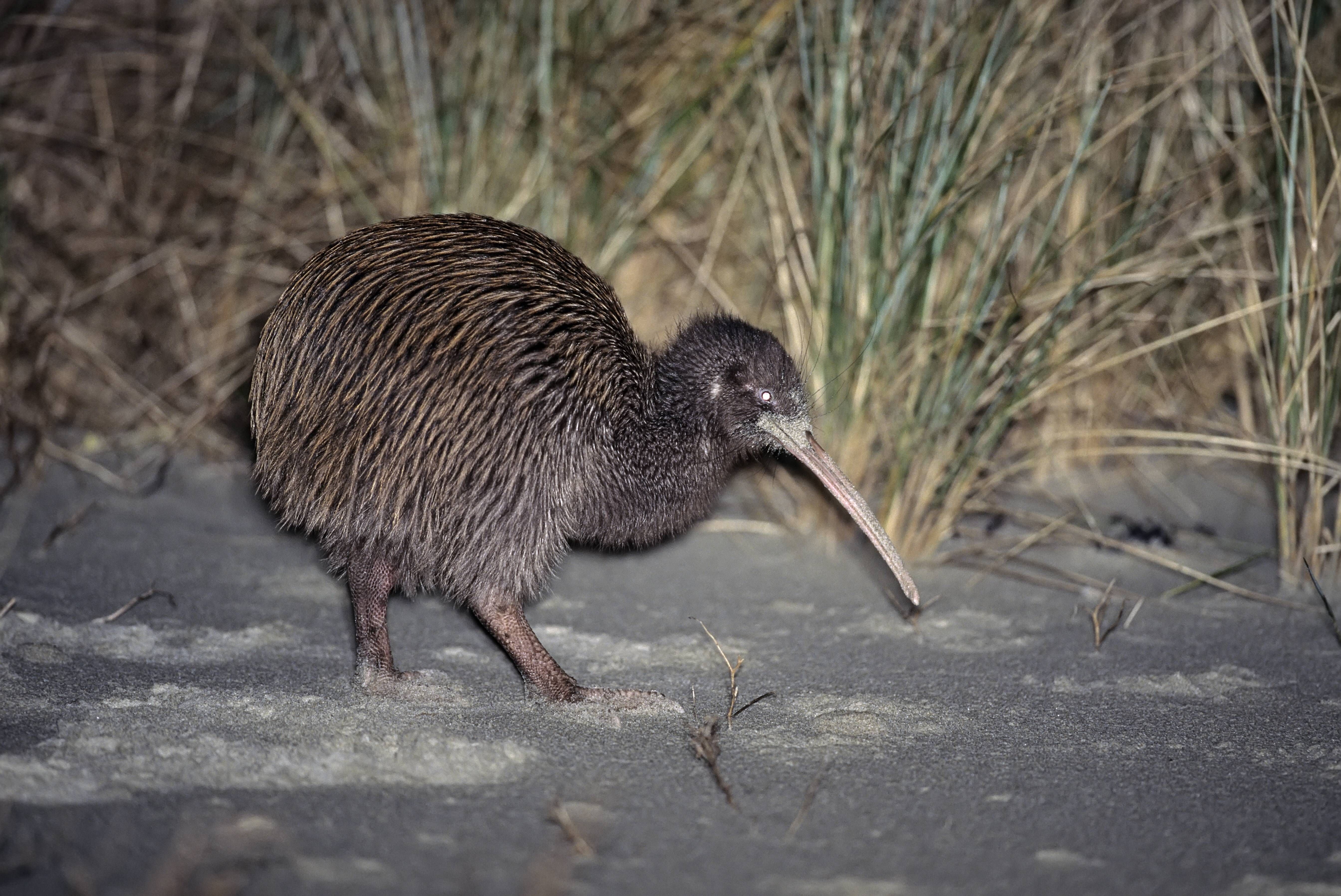 Der Südliche Streifenkiwi, Streifenkiwi oder Tokoeka ist mit 40 Zentimetern Körperlänge eher klein. Er lebt nur auf Stewart Island und einigen wenigen Flecken der Südinsel Neuseelands. 