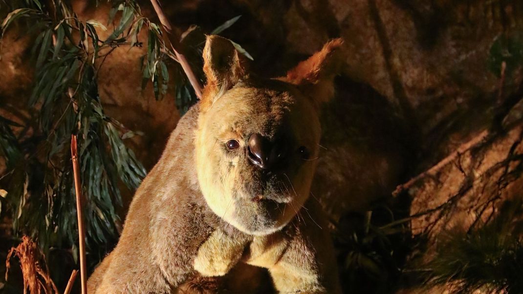 Hier siehst du eine Nachbildung des urzeitlichen Riesenkängurus Procoptodon goliah in den Naracoorte-Höhlen im Süden Australiens.