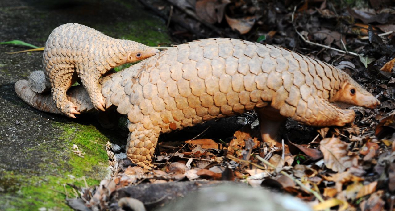 Pangoline paaren sich einmal im Jahr und können bis zu drei Jungtiere zur Welt bringen, meistens ist es allerdings nur eins. 