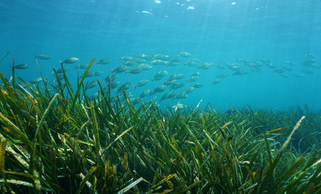 Das Neptun-Gras zählt zu den ältesten Lebewesen der Erde. 