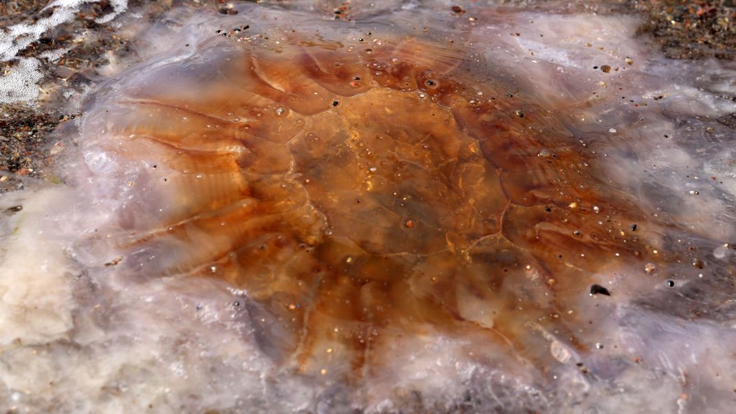 Vorsicht: Quallen können auch noch gefährlich sein, wenn sie am Strand angespült wurden. Daher solltest du Quallen am Strand nicht berühren.