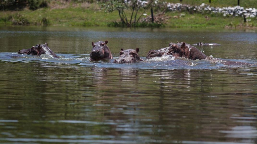 Die Flusspferde, die früher mal dem Drogen-Boss gehörten, fühlen sich in Kolumbien sichtlich wohl.