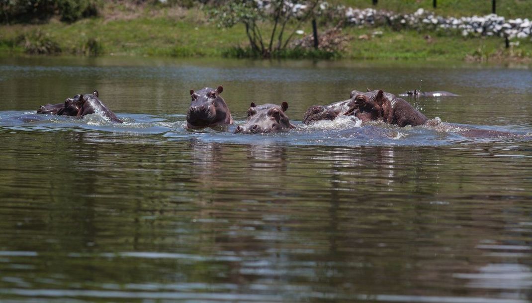 Die Flusspferde, die früher mal dem Drogen-Boss gehörten, fühlen sich in Kolumbien sichtlich wohl.