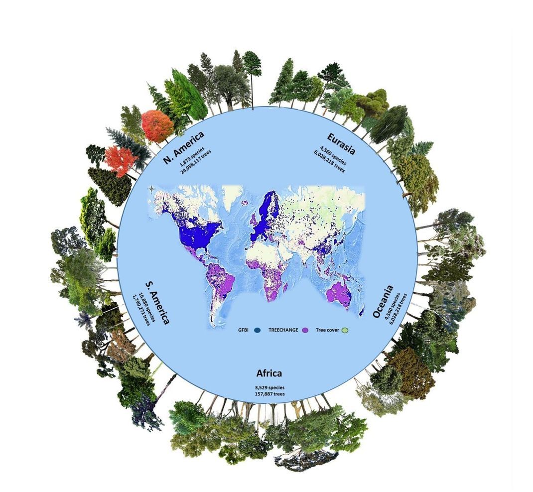 Diese Grafik ist Teil der Studie. Die Farben zeigen die weltweiten Datensätze an, die für die Schätzung miteinander kombiniert wurden. Du vermisst die Palmen? Die zählen streng genommen nicht zu den Bäumen, sondern sind botanisch gesehen näher mit Gräsern als mit Gehölzen verwandt.