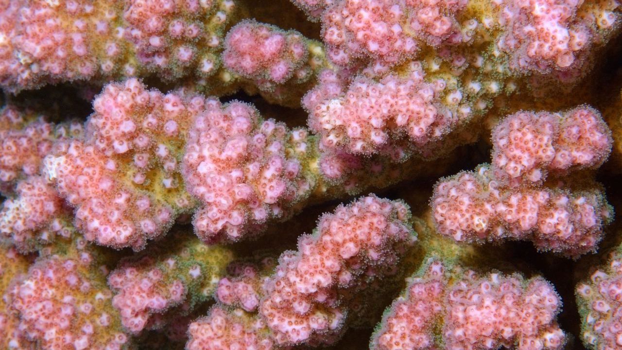 Korallen sind Nesseltiere. Sie leben zusammen mit Algen in einer Art Zweck-WG. Die Algen siedeln sich an den Korallen an, geben ihnen ihre Farbe und stellen ihnen Zucker-Verbindungen zur Verfügung. Diese entstehen bei der Photosynthese.