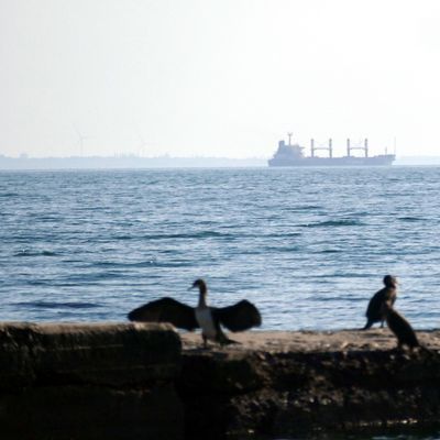 Der türkische Massengutfrachter "Tq Samsun" verlässt als letztes Schiff im Rahmen des Getreideabkommens den Hafen von Odessa in der Südukraine. 