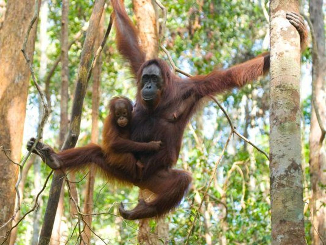 Damit dieses Orang-Utan-Kind nicht bei den wilden Sprüngen seiner Mutter verlorengeht, besitzt es den Moro-Reflex.