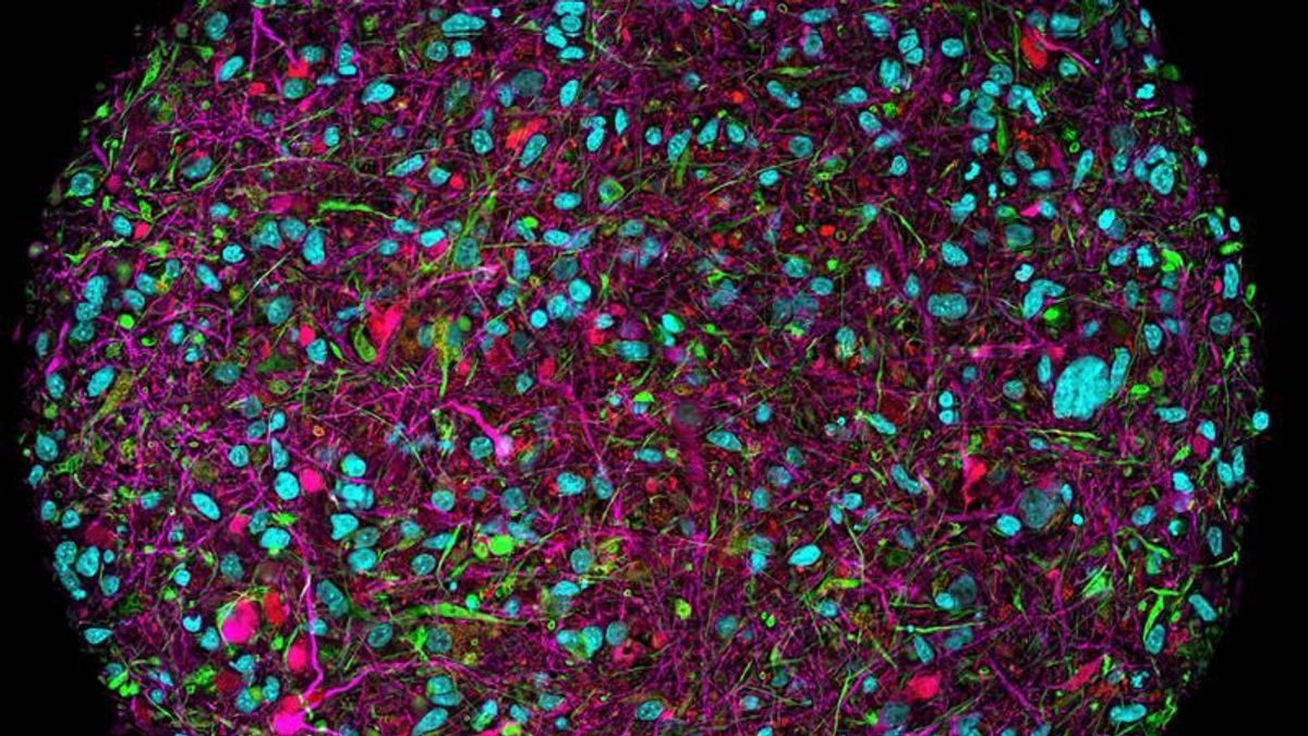 Organoide Intelligenz - Ein Computerprozessor aus Gehirnzellen