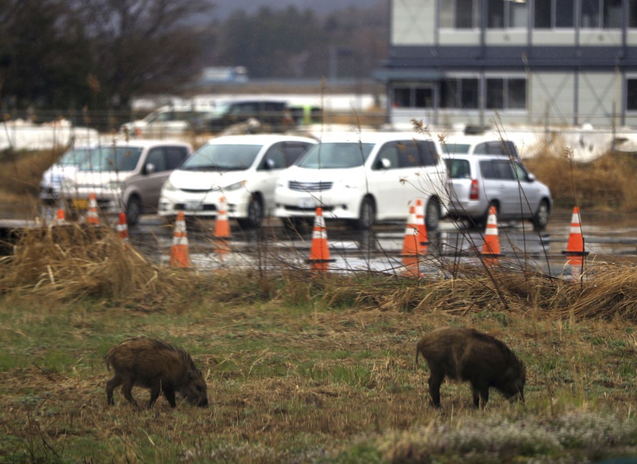 Immer mehr Wildschweine erobern Gebiete, die nach der Atomkatastrophe in Fukushima in Japan evakuiert wurden.