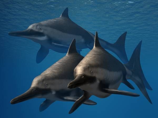 Der Ichthyosaurus war ein Fisch-Reptil, dessen verschiedene Arten drei bis 25 Meter groß wurden. Von großen Fischen über Tintenfische und Schildkröten bis hin zu Wasservögeln war sein Speiseplan breit gefächert.