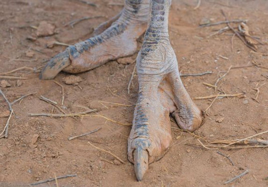 Fuß und Kralle von einem Afrikanischen Strauß.