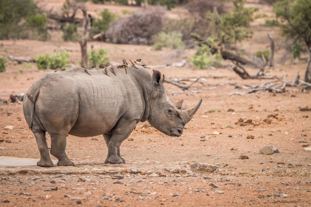 Die Madenhacker warnen das Nashorn vor Gefahr.