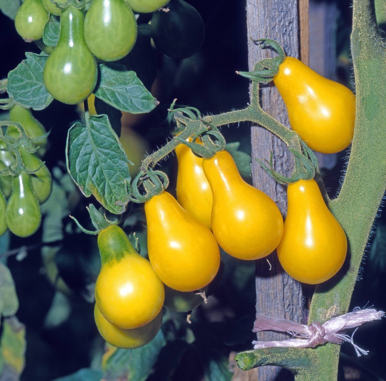 Diese Sorte ist auch als "Yellow Pearshaped" bekannt. Die ungewöhnliche Form, die gelbe Farbe und der süße Geschmack machen die peruanische Tomate zum Hingucker.