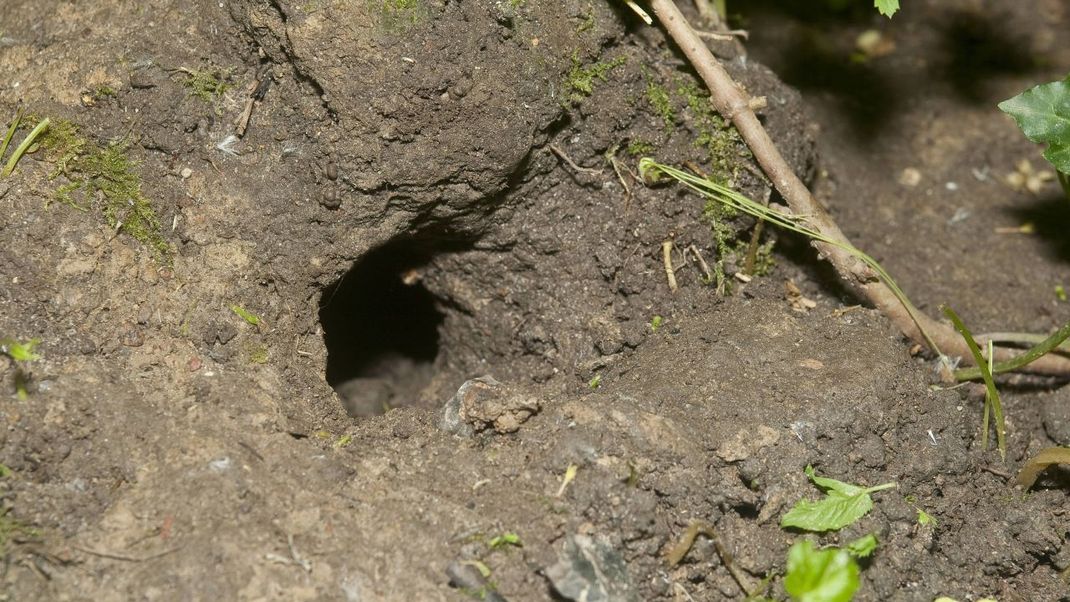 Wanderratten buddeln unterirdische Gänge in Gärten - mit Löchern als Eingängen.