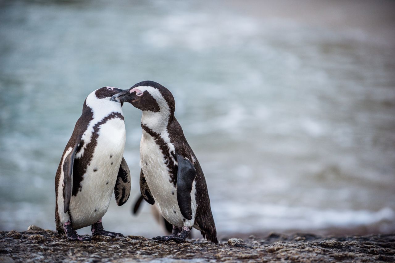 Pinguine führen eine Art Fernbeziehung. Sie gehen ihre eigenen Wege und treffen sich zur Paarungszeit wieder. Kommt einer zu spät, fackeln sie nicht lange und suchen Ersatz.