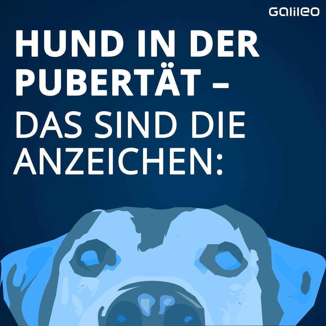 Voll verpeilt! Wenn Hunde in die Pubertät kommen