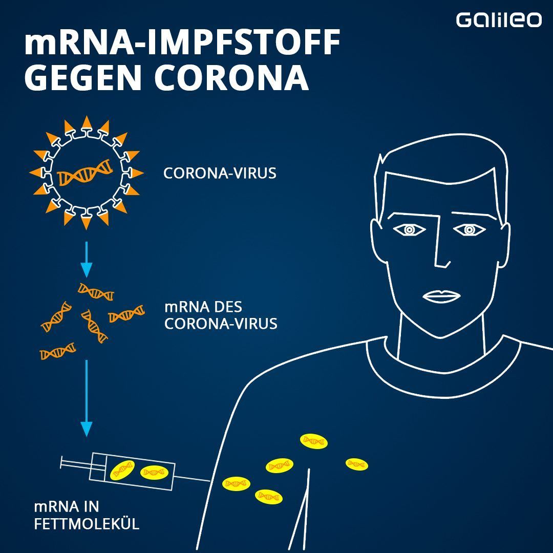 Auf der Oberfläche der Corona-Viren befinden sich kleine Proteine mit einer ganz spezifischen Form, die sogenannten Spike-Proteine. Die nutzt man bei der Herstellung von mRNA-Impfstoffen. Zuerst identifizieren Forschende die mRNA im Corona-Virus, die diese Spike-Proteine herstellt, und vervielfältigen sie dann im Labor. Im nächsten Schritt umhüllen sie die Kopien der mRNA mit Fett und impfen sie in den Oberarm-Muskel. Das Fet