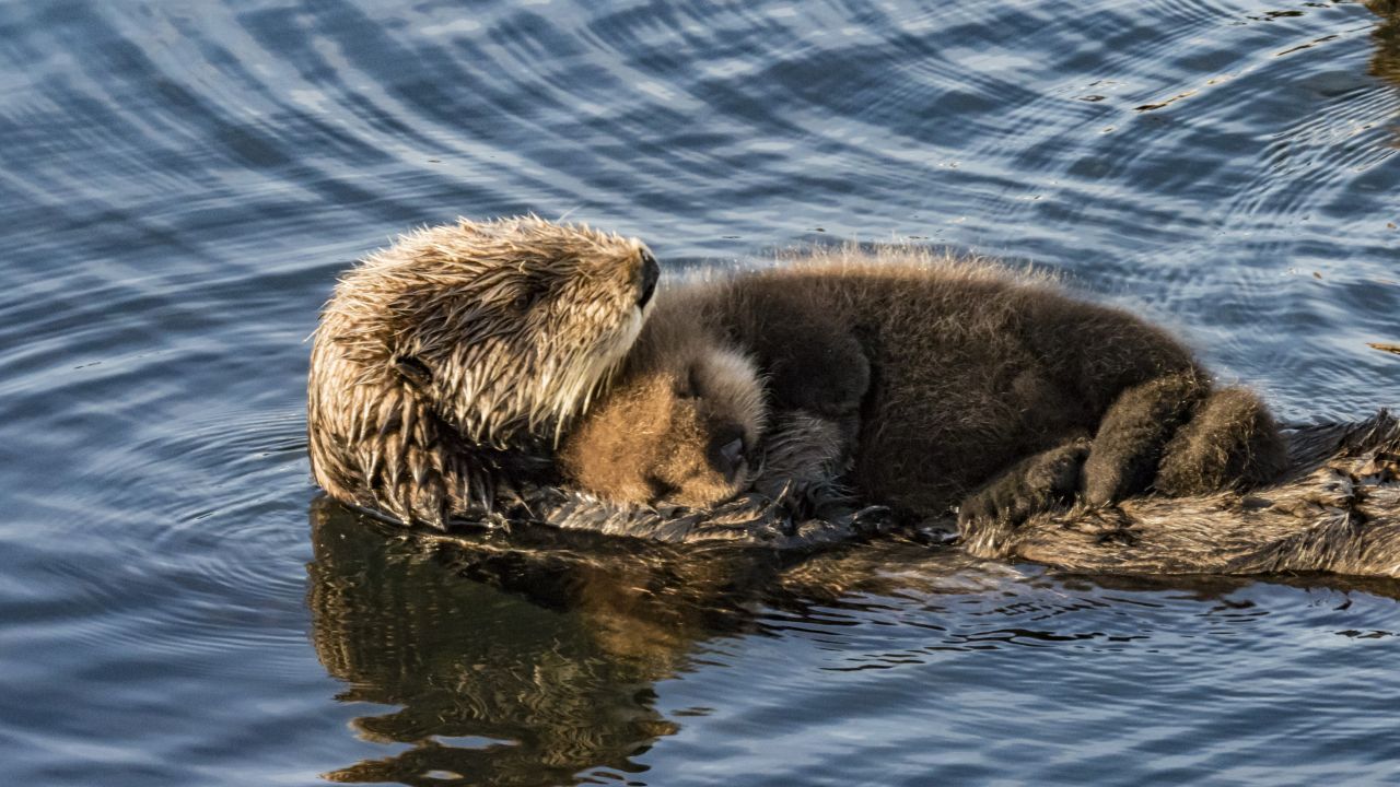 Seeotter schlafen im Wasser und umwickeln sich vorher mit Seetang, um nicht weggetrieben zu werden.