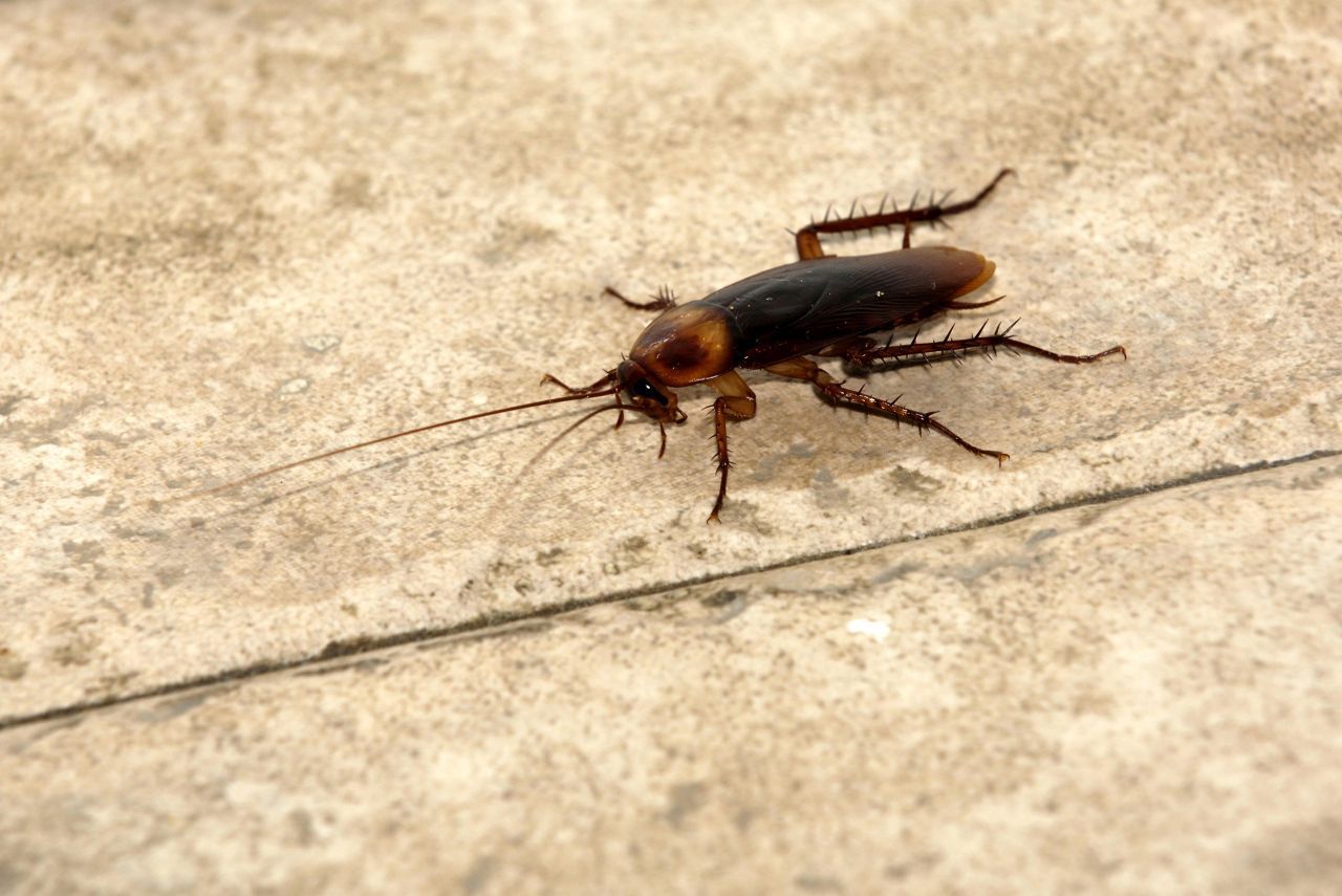 Kakerlake: Wer schonmal eine davonhuschen sah, weiß, wie schnell Kakerlaken krabbeln können. Sie gelten als schnellstes Insekt der Welt unter Einbeziehung der Körpergröße. Die kleinen Insekten bringen es auf gut 5,5 Stundenkilometer. Vergleicht man ihre Körperlänge und ihre Geschwindigkeit mit denen des Gepards, wären sie sogar schneller als er. 